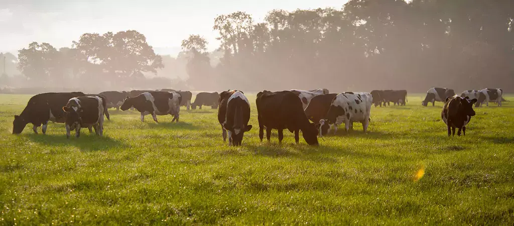 Cows grazing in a field on a bright, hazy morning.