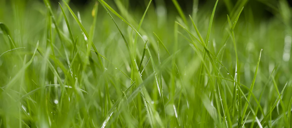 The nutritional value of grass guide