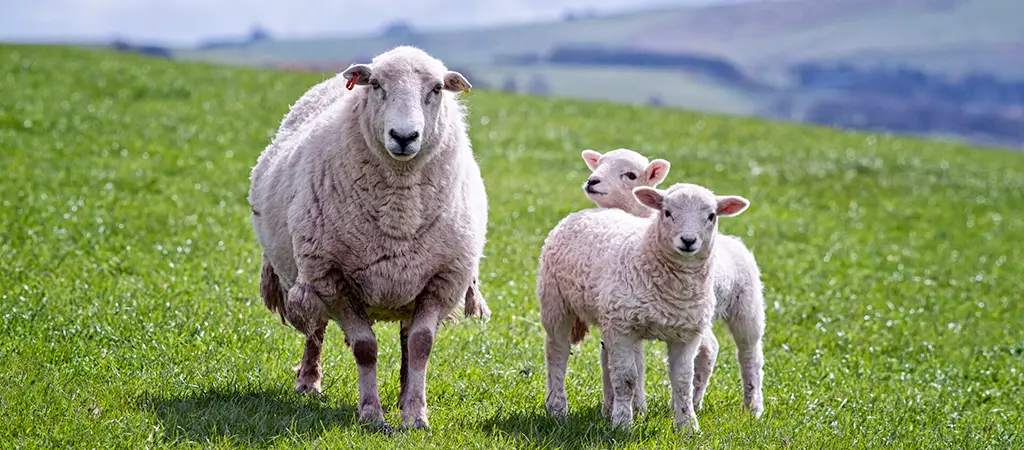 A sheep with two lambs in a field.