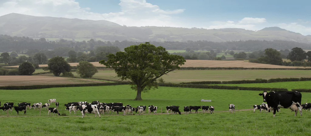 overseeding-pasture