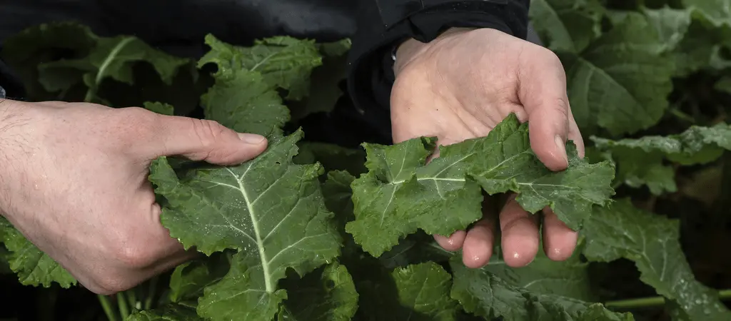 Brassica seed: Forage crops guide