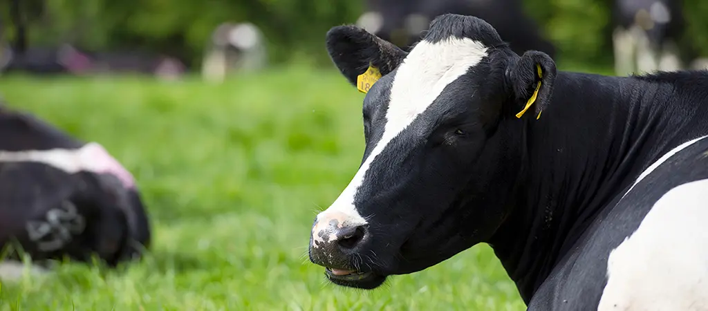 Research collaboration secures reliable on-farm performance