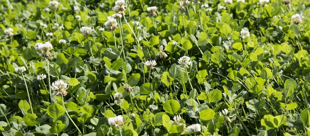 White clover guide