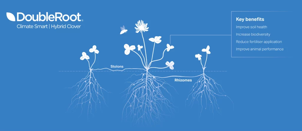 A diagram showing how DoubleRoot hybrid clover works.