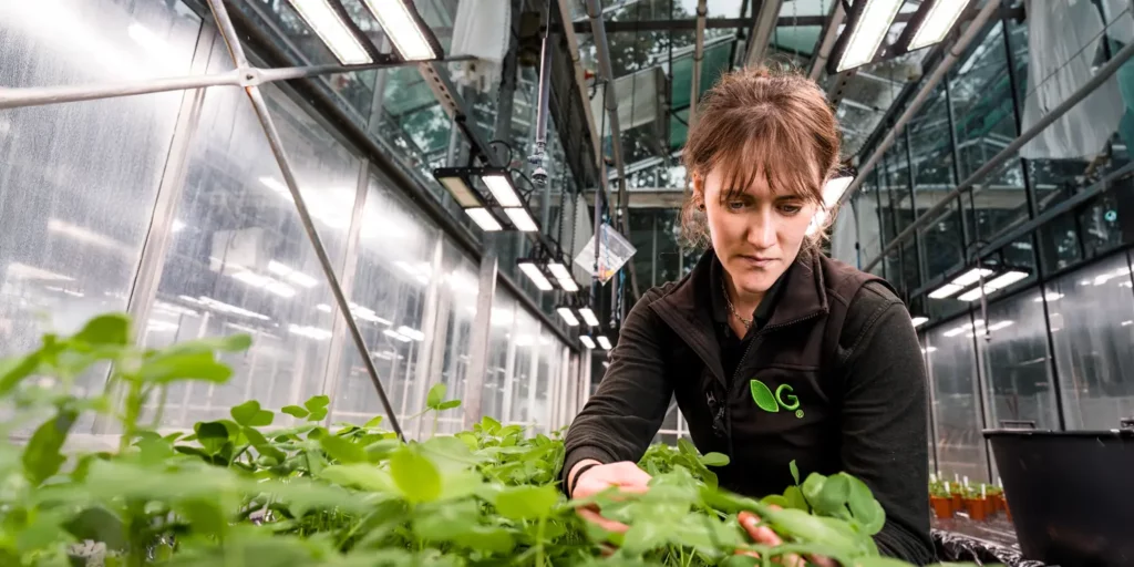 A plant breeder in a lab with clover plants.