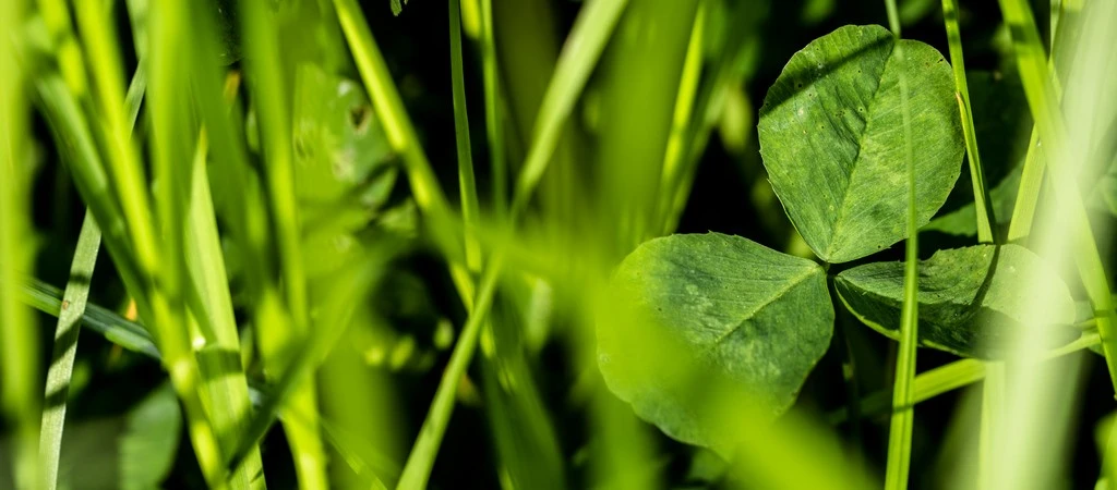 Lower emissions improve grass performance webinar banner