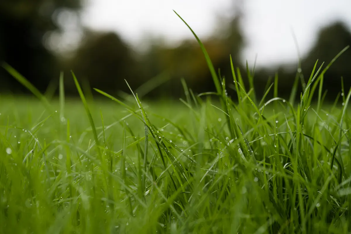A close-up image of Aber High Sugar Grass growing in a field and with moisture on the leaves,