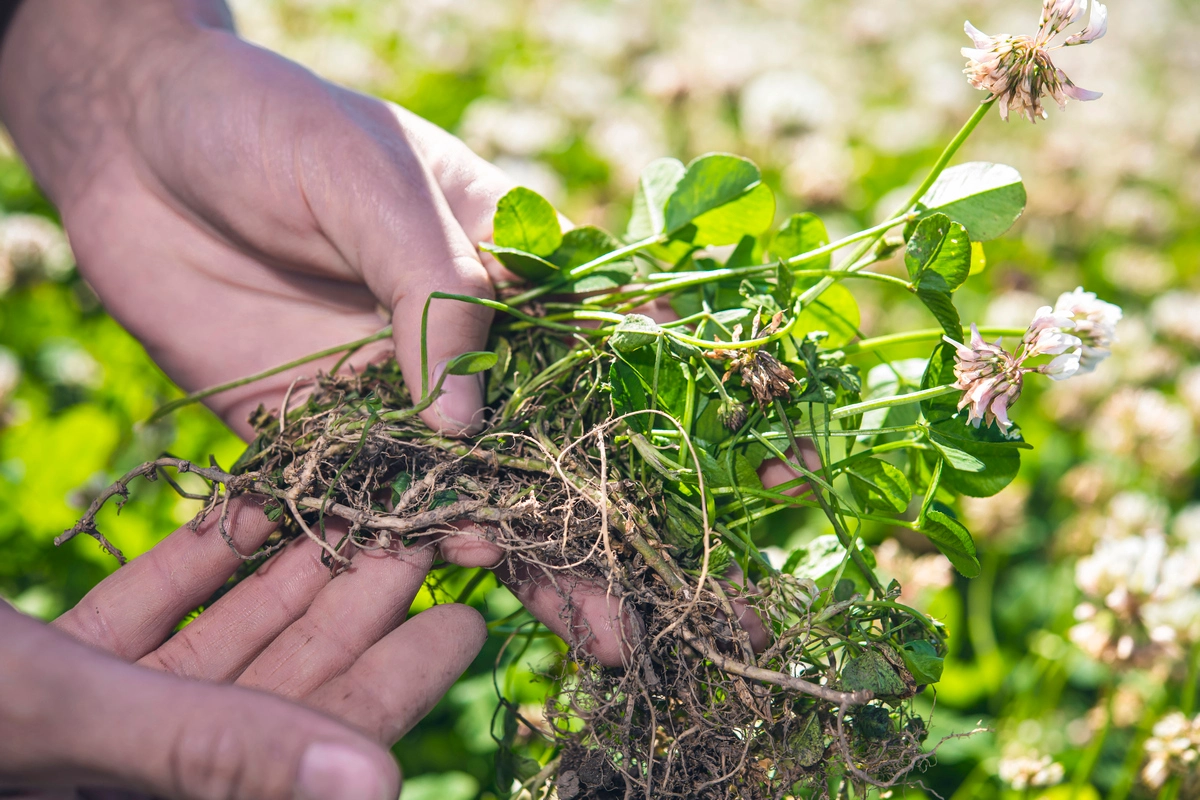 A pair of hands holding a DoubleRoot hybrid clover plant in the air, showing the stolons and rhizomes.