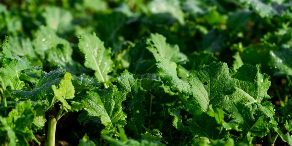 Close up brassicas in a filed