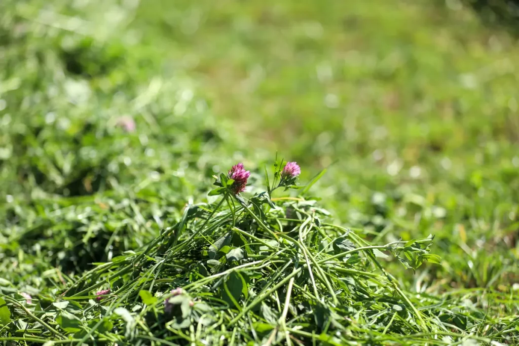 Freshly cut red clover silage before ensiling