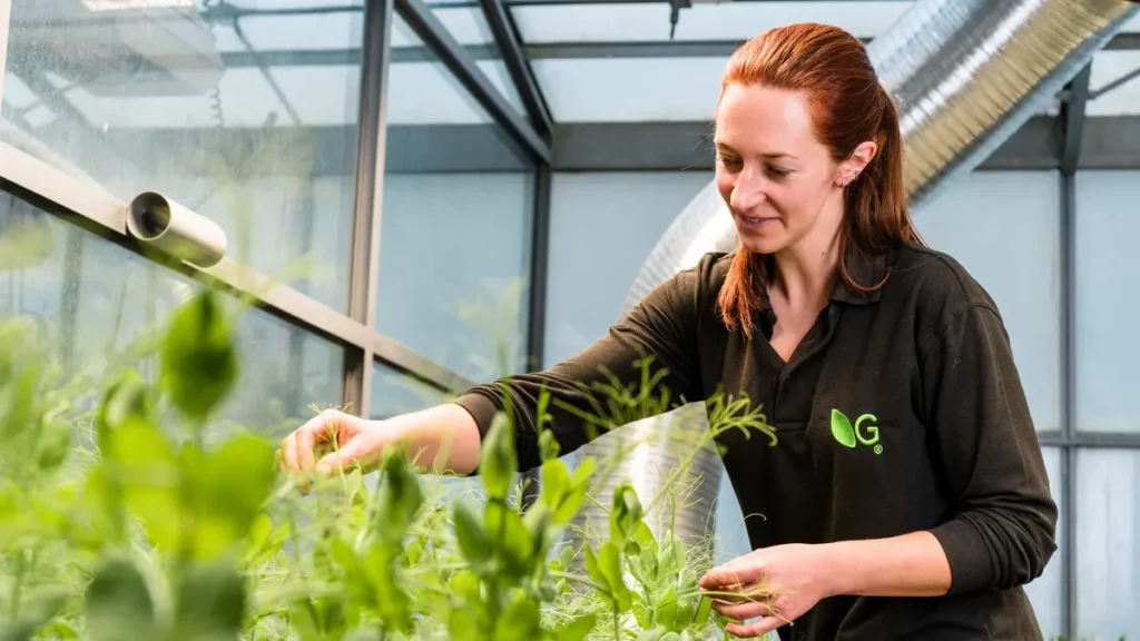 Germinal Horizon plant breeder Tesni Gordon workin on the Pea Protein project.