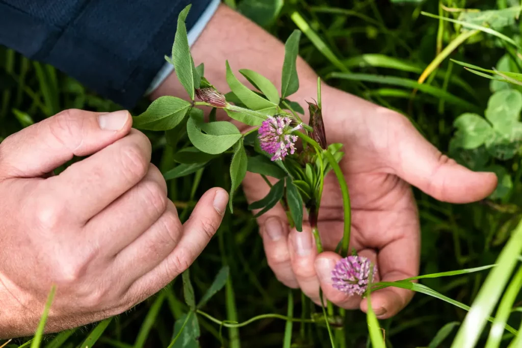 A pair of hands holding a red clover plant