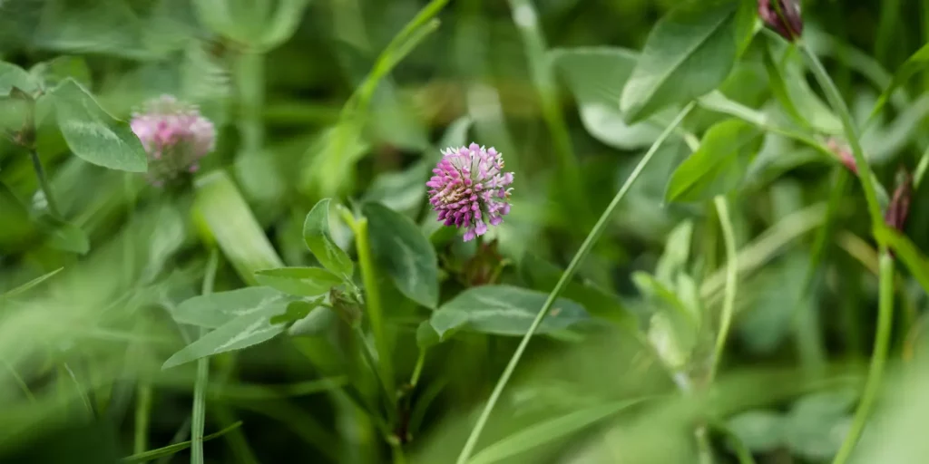 A red clover plant growing in pasture
