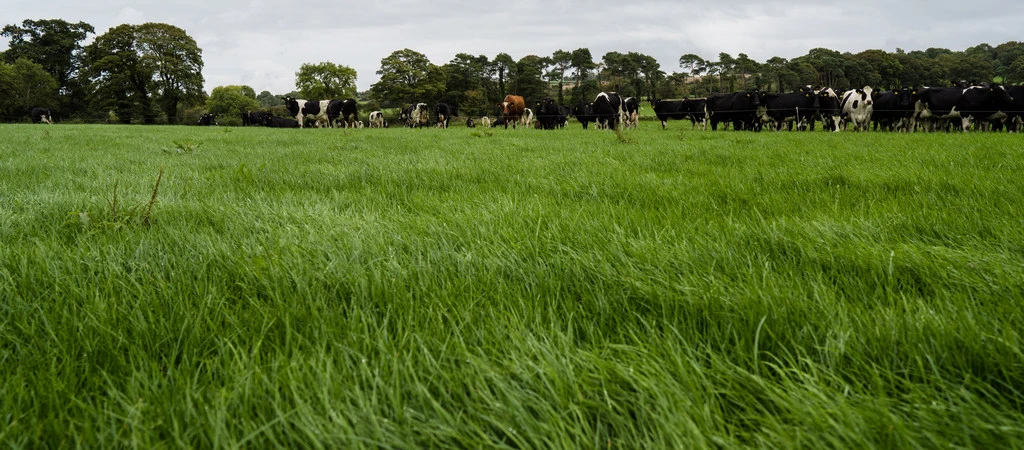 A field with cows in the background