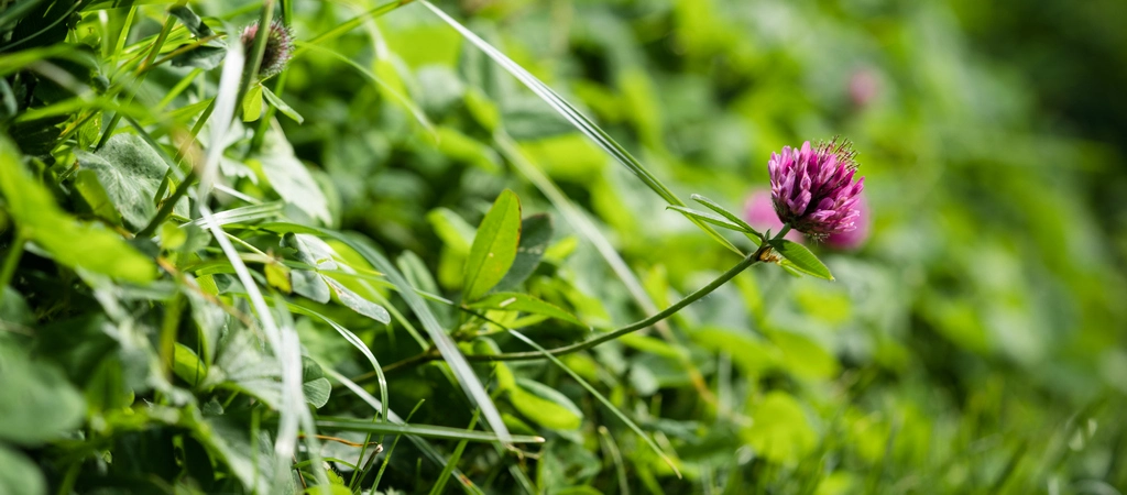 Close up field shot of red clover